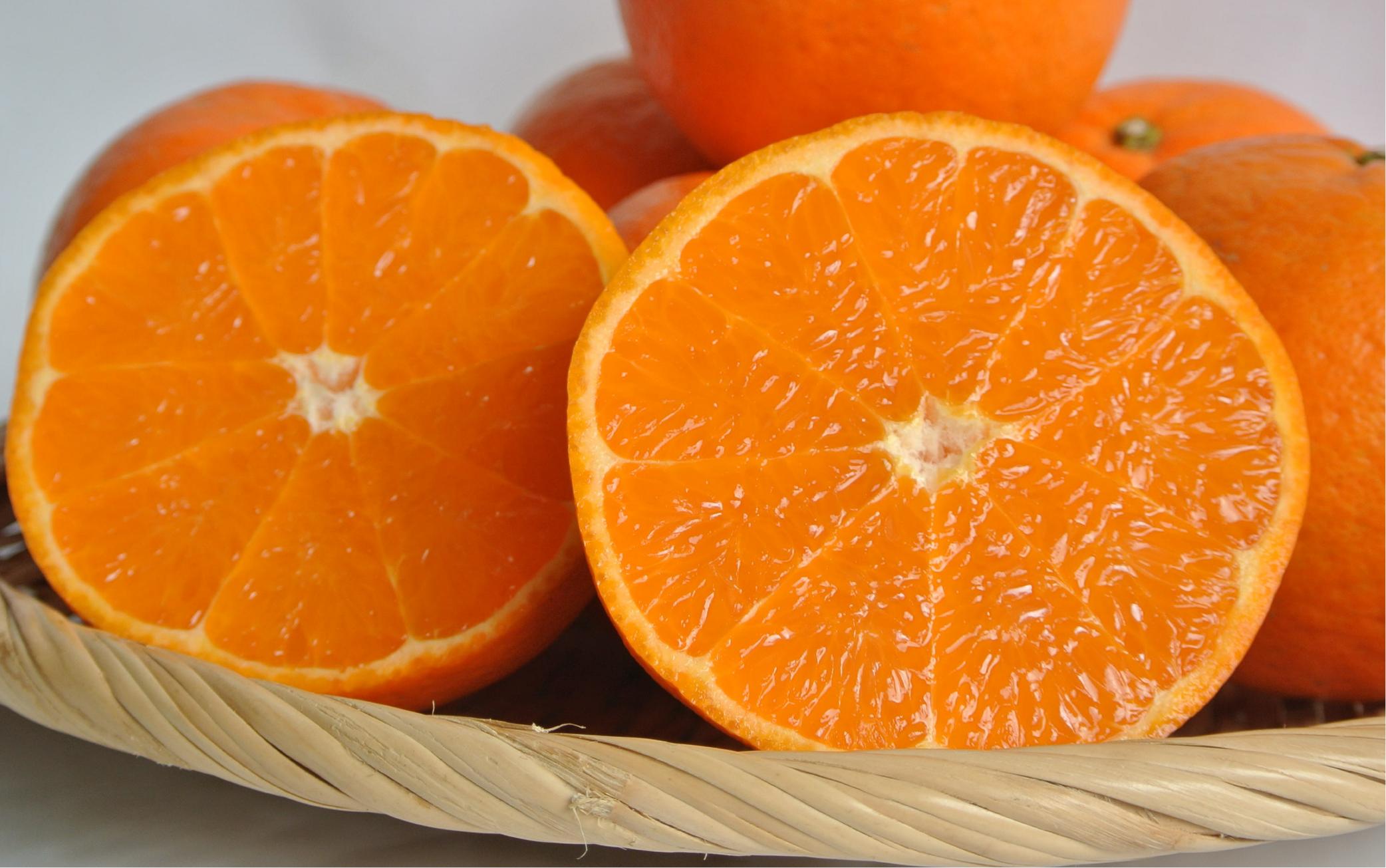 【2026年2月下中旬～発送】みかん農家坂元さんちのタンカン 贈答用 約5kg(坂元果樹園/A-055) タンカン みかん フルーツ 柑橘 柑橘類 旬 果物 いぶすき 指宿 鹿児島 開聞 完熟 果実 