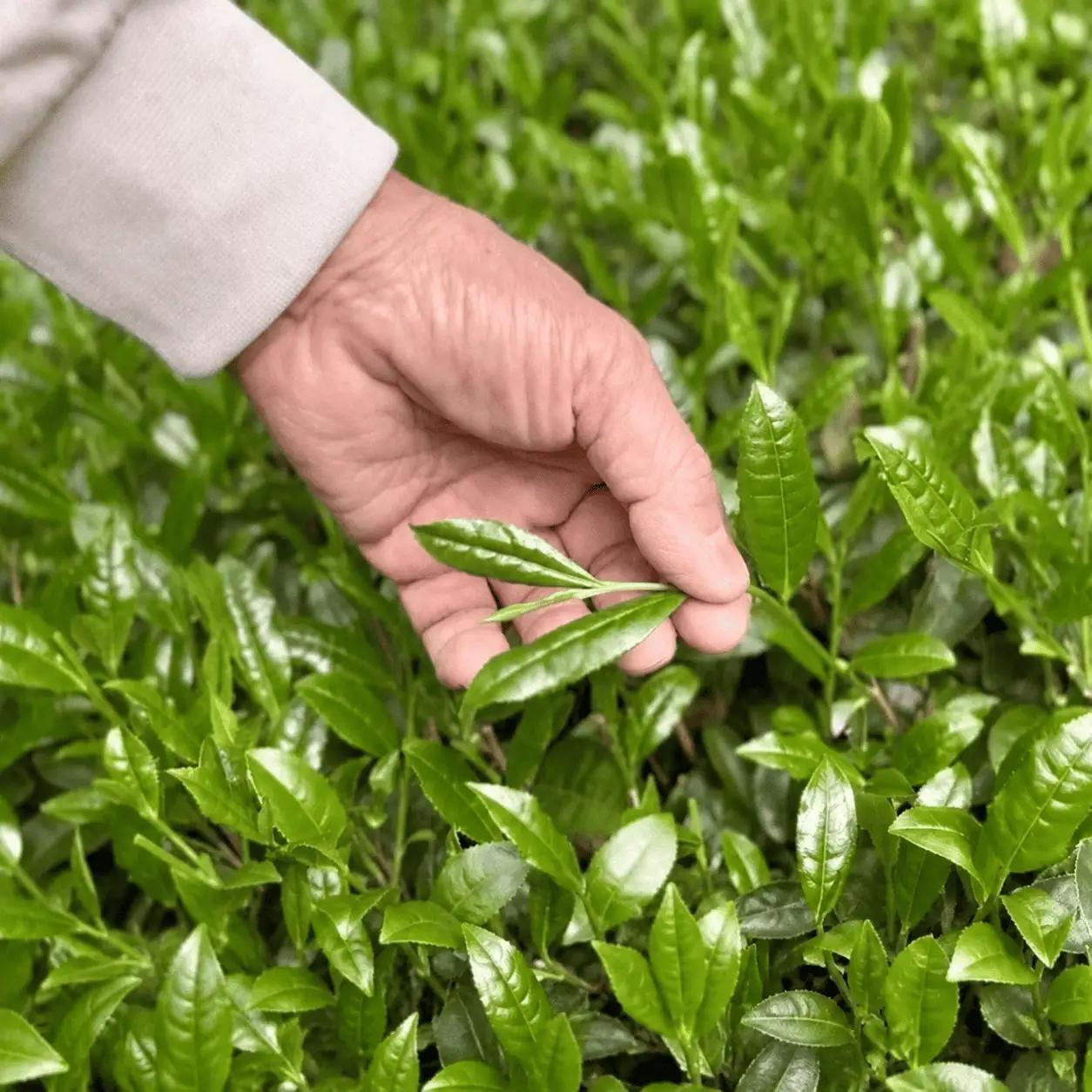 【手摘み茶】 浅蒸し さえみどり 50g 緑茶 日本茶 藤枝市 静岡県