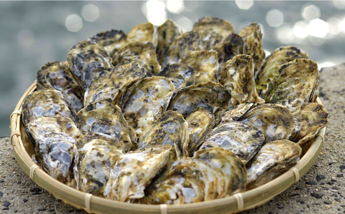 牡蠣 カキ 生食可 生ガキ 生牡蠣 福岡県産 糸島カキ 殻付き
