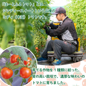 トマト 中玉 2kg シンディースイート はーとふるトマト 野菜 やさい トマト ミディトマト ジュース パスタ スパゲティー ソース サラダ ドレッシング サンドイッチ ハンバーガー ピザ カレー 