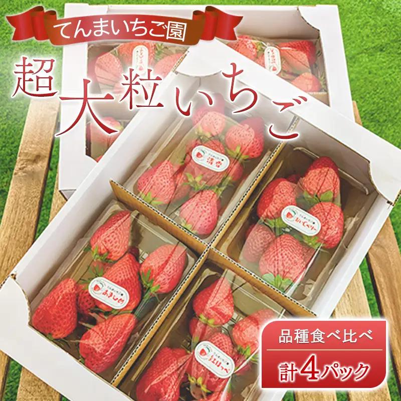 いちご てんまいちご園 超大粒 品種食べ比べ いちご【4パック】【先行予約】