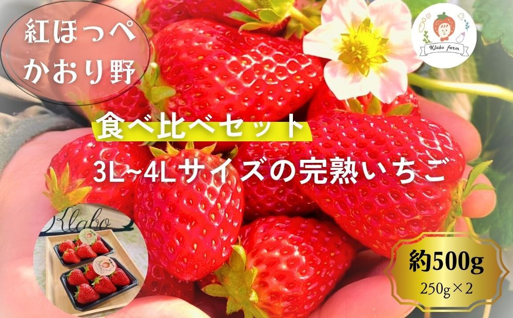 
            【先行予約・数量限定】【贈答用・3L~4L大粒・食べ比べ】紅ほっぺ＆かおり野セット500g（朝採れ完熟 約250g×2P）
          