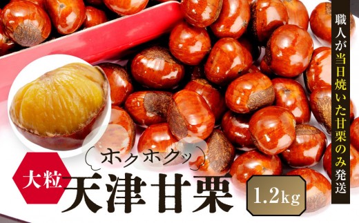 【先行予約】無添加 大粒天津甘栗 1.2kg 2026年10月下旬より順次発送 【沖縄県・離島配送不可】
