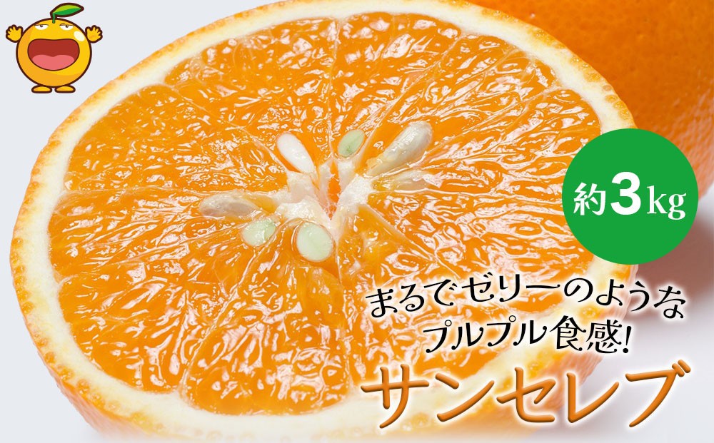 
                  まるでゼリーのようなプルプル食感!サンセレブ約3kg(化粧箱) ミカン みかん オレンジ 柑橘 大分県産 九州産 津久見市 国産
                