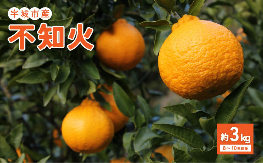 【先行予約】先行予約 特別栽培 不知火 約3kg (8玉〜10玉前後) 【2027年2月下旬から5月下旬発送予定】 しらぬい みかん ミカン 蜜柑 柑橘 フルーツ 果物 くだもの 熊本県産 九州産 国産 送料無料 のむちゃん農園
