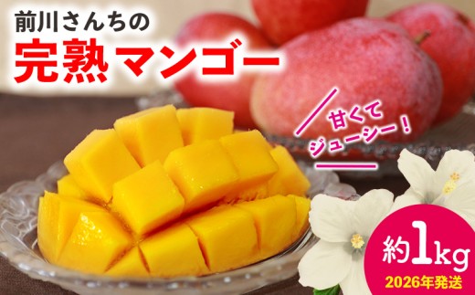 前川さんちの完熟マンゴー 約1kg 2026年発送 甘い 芳醇 完熟 マンゴー 贅沢 まんごー 希少 デザート フルーツ アーウィン あまい おいしい ジューシー 南国 高級 夏 沖縄 国産マンゴー 沖縄県 東村