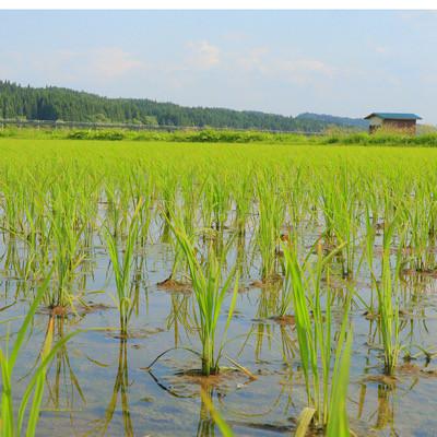 ふるさと納税 新庄市 【毎月定期便】黒澤のはえぬき(精米)3kg全3回 |  | 02