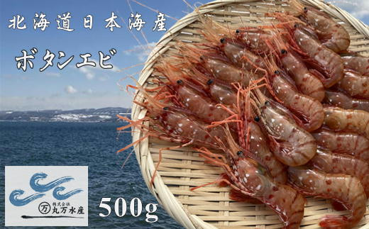 7-015-002　冷凍ボタンエビ 500g（約20尾）