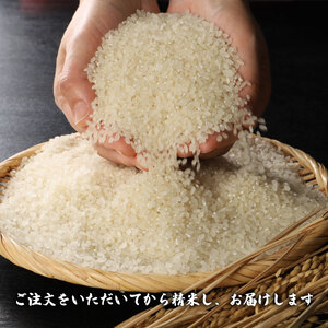 【定期便】 令和7年産 新潟県産 こしいぶき 5㎏×6か月 【 新潟県 新潟産 新潟米 新発田産 新発田 お米 米 こしいぶき とんとん市場 せいだ 5kg 30kg 6か月 半年 定期便 数量限定 