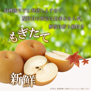 【先行予約：2024年8月出荷】梨 3kg 志太梨 静岡県産 ( 果物 フルーツ 産地 直送 家庭用 なし 藤枝産梨 甘い梨 貴重種梨 限定梨 旬の梨 ) 静岡県 藤枝市