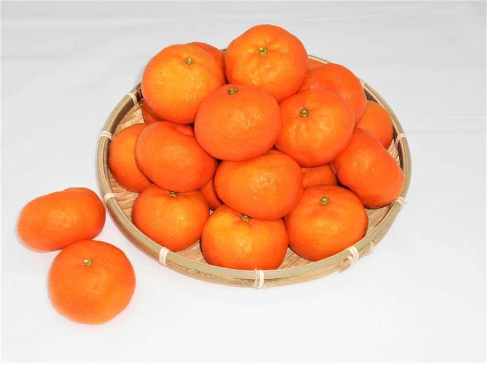 紀州完熟みかん３ｋｇ（２Ｌサイズ）