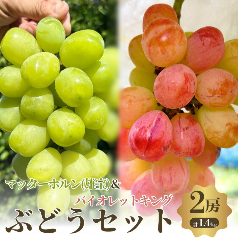 【ふるさと納税】【先行予約】【数量限定】おすすめ感謝 セット ぶどうセット マッターホルン バイオレットキング 2房 詰め合わせ 葡萄 ぶどう ブドウ 食べ比べ フルーツ 果物 旬の果物 大阪 大阪府 岸和田市　お届け：2026年8月下旬～10月上旬まで