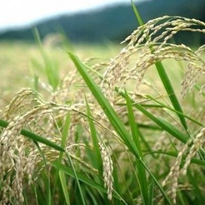 ふるさと納税 与謝野町 令和7年産コシヒカリ　YUMEMI-CHAN とっておき!　玄米300g×真空パック6袋　農家直送 |  | 01