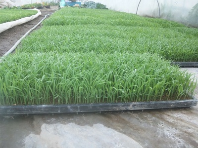 【令和6年度米】ミルキープリンセス白米5kg  米 白米 令和6年産 ミルキープリンセス 5kg 柔らかい 甘い ご飯 山梨県 北杜市