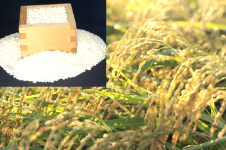 きぬむすめ 10kg【先行予約 米 白米 ごはん お米 10キロ 2025年産 令和7年産】