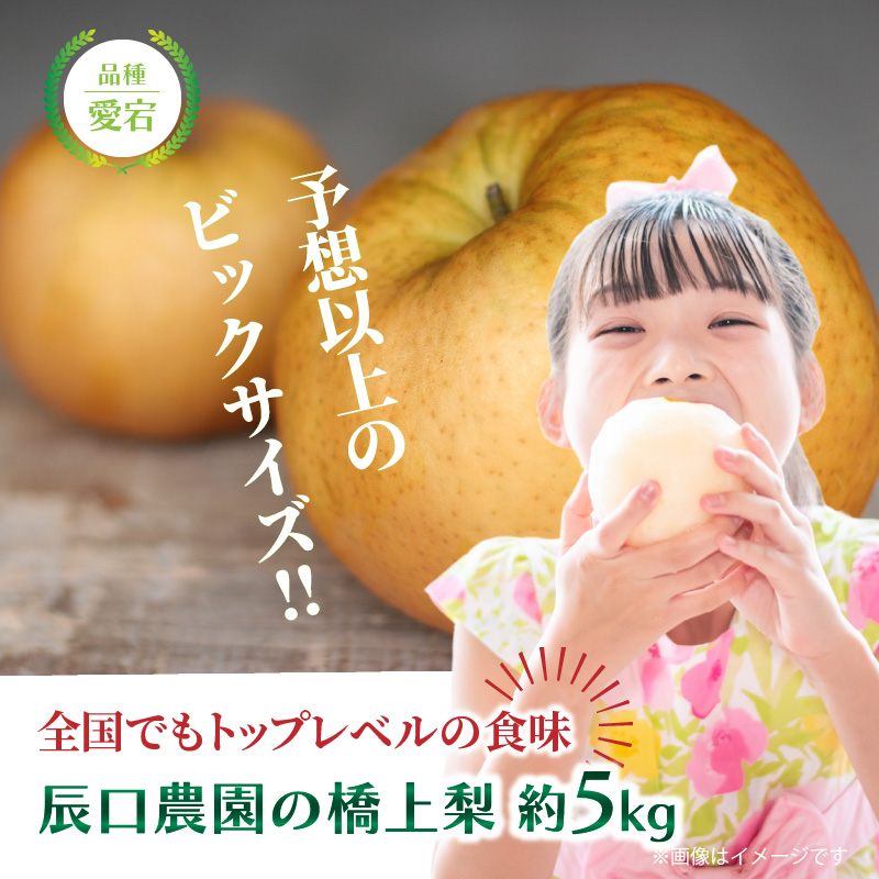 【先行予約】令和8年発送 /辰口農園の橋上梨約5kg(品種:愛宕)_1303R