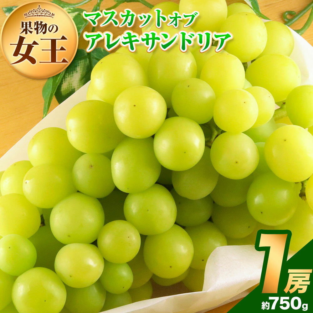 【ふるさと納税】【先行予約】マスカット オブ アレキサンドリア 1房 (750g以上) 有限会社ホーティカルチャー神島《2026年7月中旬-8月中旬頃出荷》岡山県 浅口市 ぶどう マスカット フルーツ 旬 果物 送料無料 マスカットオブアレキサンドリア【配送不可地域あり】