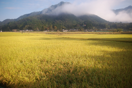 【先行受付】【令和8年度産】須木米 10kg　米