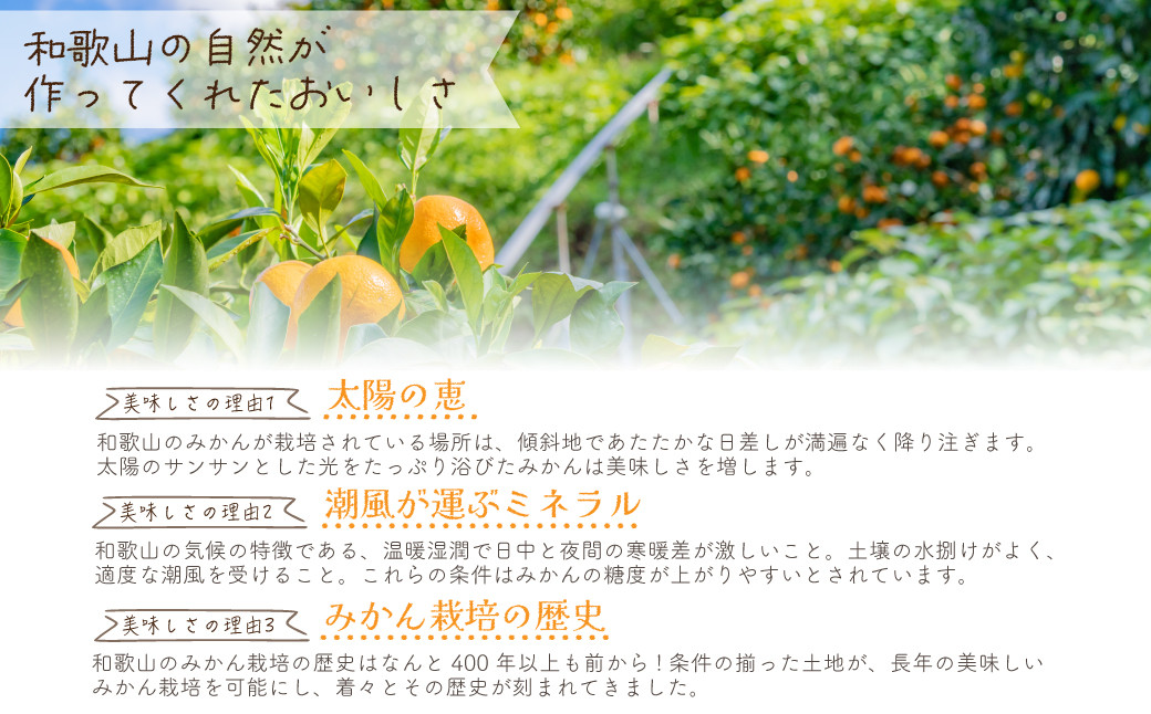 和歌山県産 極早生みかん 家庭用 Lサイズ 3kg ［Sn7］