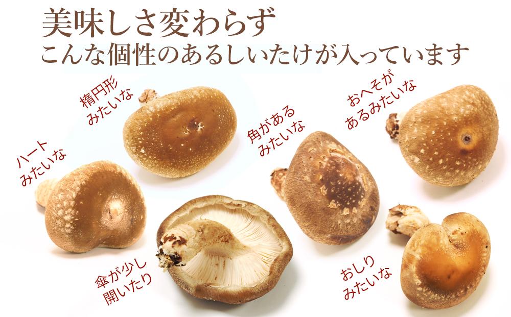 【JAみなみ魚沼定期便】家庭用「八色しいたけ」（750g×全6回） 訳あり 不ぞろい 農家応援 厚いにもほどがある