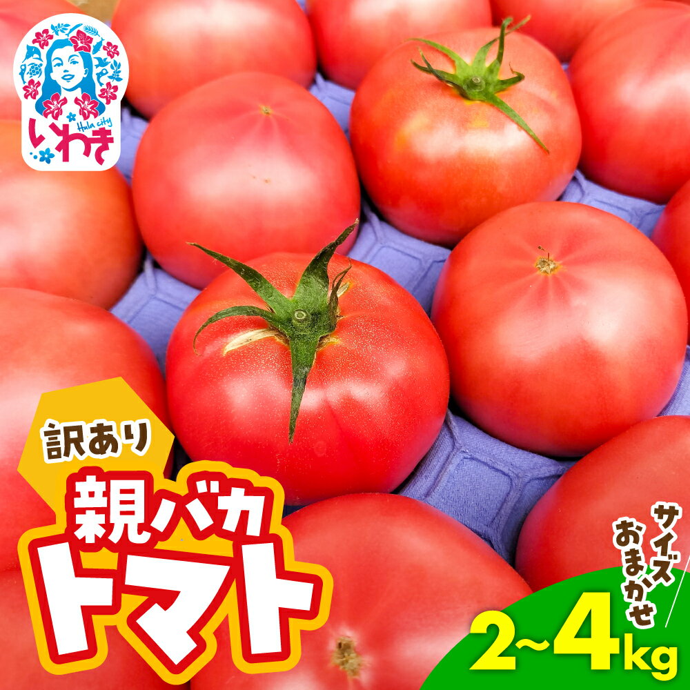 【ふるさと納税】訳あり 親バカ トマト 選べる容量 2～4kg サイズ おまかせ 家庭用 完熟 朝採り 大玉トマト の 小ぶり 不揃い 訳あり 訳アリ とまと 野菜 福島県産 いわき市 産地直送 新鮮 常温 数量限定 期間限定 助川農園 美味しい