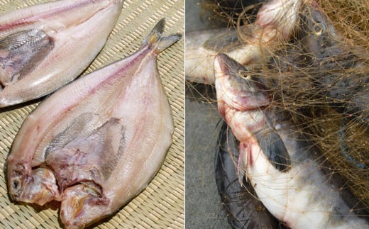 【数量限定】釧路産・開き真ホッケ5枚 ふるさと納税 ホッケ _F4F-3520