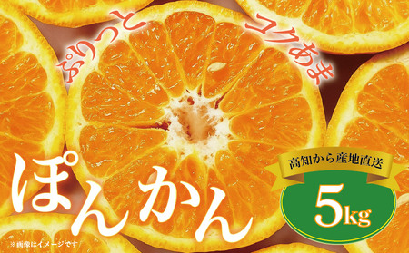 【植田農園のポンカン】ご家庭用ポンカン 5kg［1183］