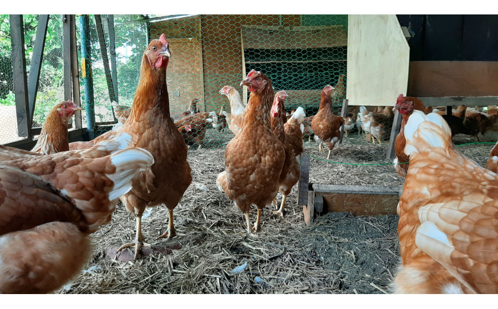 【定期便：12か月】単なる平飼いではない『わたしたちのぷらどたまご』6パック（60個）セット