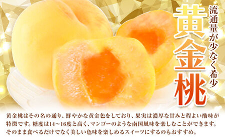 黄金桃 約2kg  花田青果株式会社 桃