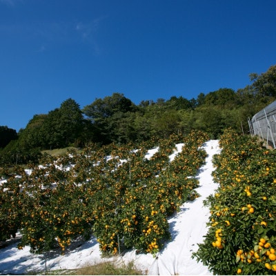 【2025年11月以降順次発送】華みかん3kg【A33−39】【1512259】