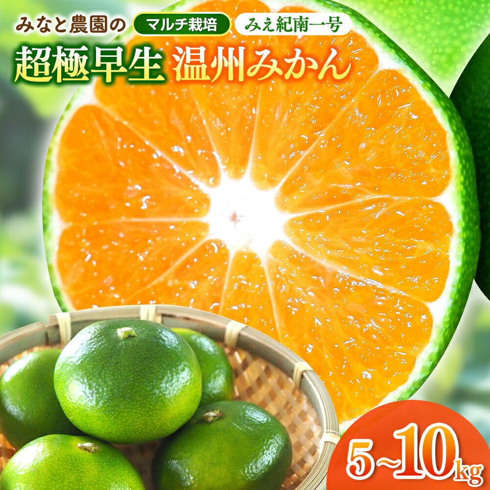【ふるさと納税】 【数量限定】みかん みえ紀南一号 超極早生 5kg 10kg 選べる容量 2S～Lサイズ混合 マルチ栽培 みかん ミカン 蜜柑 温州みかん 温州ミカン mikan 柑橘 フルーツ 果物 くだもの 甘い 旬 人気 産地直送 三重県 熊野市 みなと農園【2026年9月中旬頃〜順次発送】