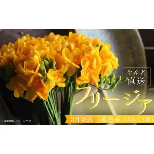【先行予約】2027年3月発送：香り華やぐ フリージア 黄色　50本 生産者直送 直送 生花 切り花 花 はな 春 先行予約 予約 茨城県 利根町