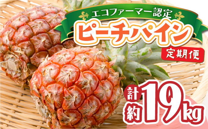 定期便 2ヶ月 2026年 先行予約 ピーチパイン 約9.5kg 絶品 ★たっぷり大家族サイズ★ 西表島 初エコファーマー認定 パイン 果物 フルーツ 2回 お楽しみ