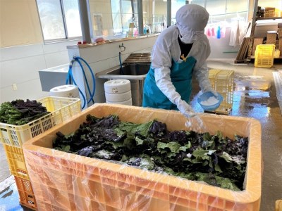 熊野特産　たかな漬「めはり」100g×5袋【化粧箱入り】【astk0001A】