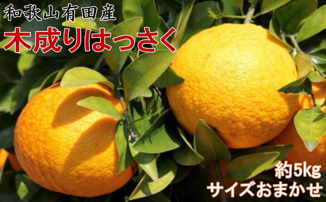 ★2026年3月下旬より発送★ こだわりの和歌山有田産木成り完熟八朔「さつき」 約5kg M～2Lサイズおまかせ BZ135