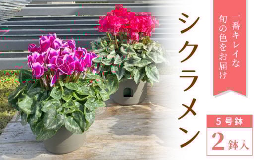 シクラメン５号鉢２鉢セット 鉢花 花 クリスマス 冬の花 冬 ギフト プレゼント -029