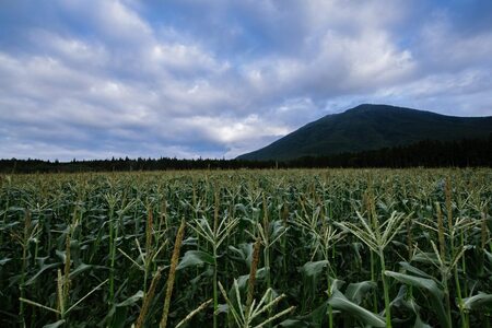 2026年夏のご予約受付開始！ 信濃町名産とうもろこし『ファームかずとのゴールドラッシュ 20本セット』粒皮が薄く生でも食べられる、フルーツを凌ぐほどの甘いとうもろこし 朝採れを農場から直送　令和8年