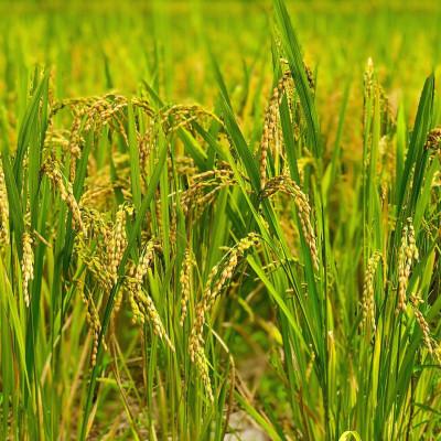 ふるさと納税 大網白里市 【令和7年産】千葉県産 粒すけ 5kg×2袋 計10Kg(精米) |  | 03