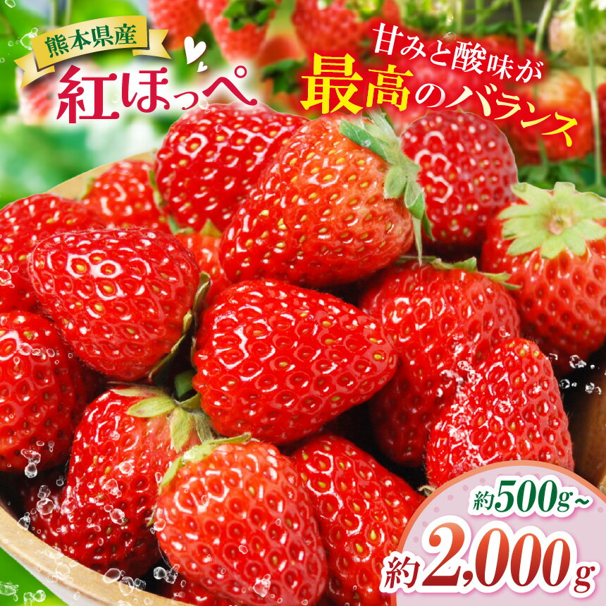 【ふるさと納税】選べる 内容量 熊本たまな産 紅ほっぺ 約500g 約1000g 約2000g | フルーツ 果物 くだもの イチゴ いちご 苺 熊本県 玉名市