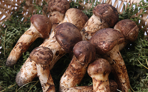 ≪産地直送≫　岩泉まつたけ 250g【配送不可地域：離島】