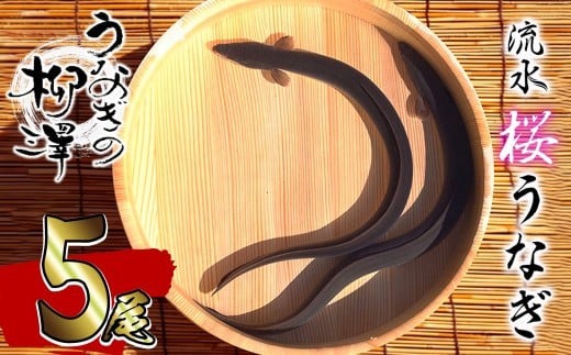 うなぎの柳澤 流水桜うなぎの蒲焼き 計5尾＜計600g＞  a9-040