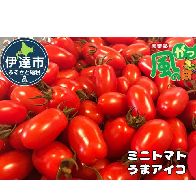 【 2025年 発送 】先行予約 北海道 伊達 ミニトマト うま アイコ 約3kg  ジューシー プチ トマト 甘い 濃厚 彩り 鮮やか 野菜 産地直送