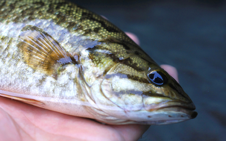 コクチバス 北関東の清流「那珂川産」300～400g 冷凍 | 天然 天然 天然 天然 天然