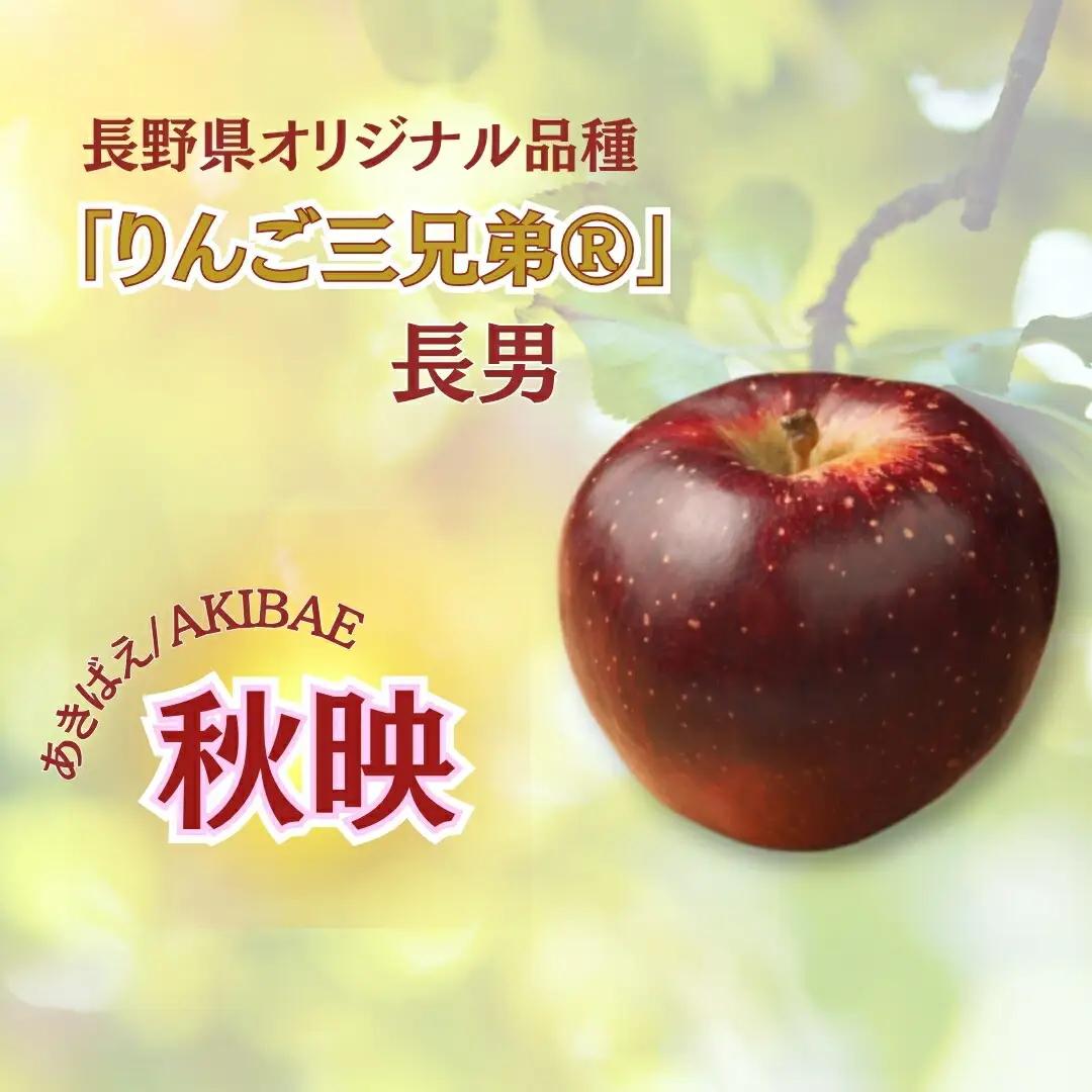 【2026年先行予約】秋映 約5kg｜ りんご
