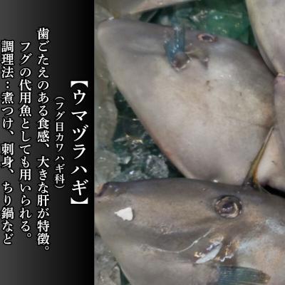 ふるさと納税 深浦町 てって(ウマヅラハギ)加工品2種セット(とも和え味噌・塩辛)【No.5296-0183】 |  | 01