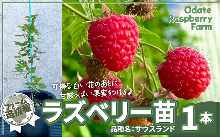 【ふるさと納税】ラズベリー苗（品種名：サウスランド）【ラズベリー苗 苗木 栽培 育て方 植え方 マニュアル 説明書付 ラズベリー 東北 秋田県 大館市】【150P7803】【おおだてラズベリーファーム】