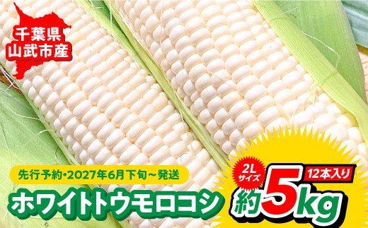【先行予約・2027年6月下旬～発送】千葉県山武市産　ホワイトトウモロコシ　２Lサイズ12本入り 約５㎏/野菜 夏野菜 とうもろこし トウモロコシ ホワイトトウモロコシ とうきび 生 朝採れ 産地直送 冷蔵 高糖度 千葉県 千葉県産 山武市   SMDB001