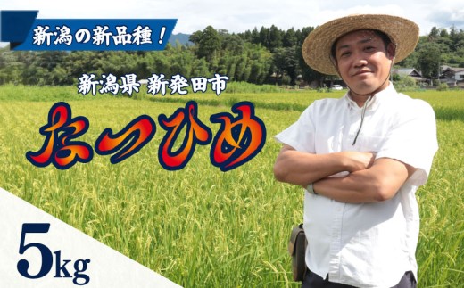 【最短1週間発送!】 令和8年産 なつひめ 5kg お米 こめ ご飯 ごはん おいしい 新潟 新潟県 米 5kg 新発田産 新潟産 朝食 昼食 夕飯 炊きたて 精米 ブランド watasho013