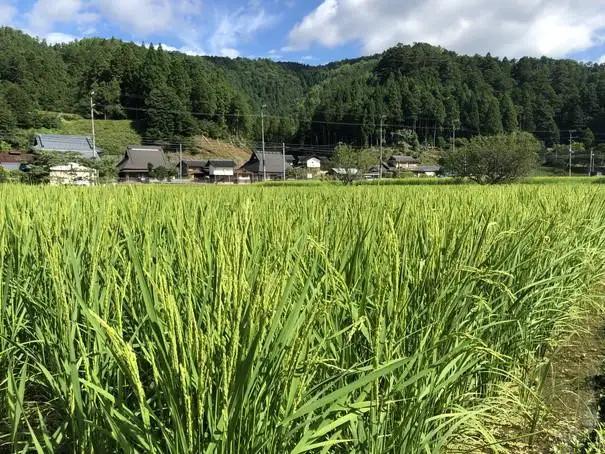【新米先行受付】【京都ファーム】令和8年産 京都ファームのキヌヒカリ 精米5kg 10月発送 | 京北 人気 米［ 京都 京北産 きぬひかり 人気 おすすめ 米 コメ おこめ お取り寄せ 通販 送料無