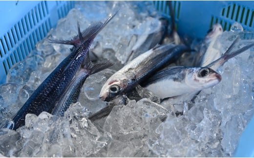 鮮度抜群 朝獲れ鮮魚ボックスA 3kg以上｜朝どれ 朝獲れ 冷蔵 当日仕入れ 当日発送 大容量 旬の魚 人気 刺身 丼 手巻き寿司 カルパッチョ 焼き魚 蒸し料理 煮魚 3kg たっぷり おまかせ 地
